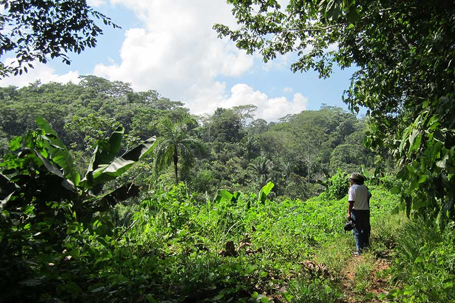El Ceibo's cocoa comes from healthy agroforestry systems.