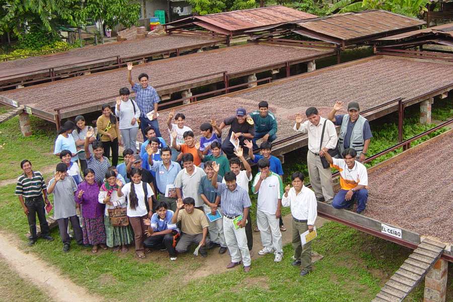cocoa drying