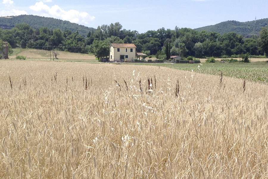 Emmer is particularly valued for organic farming to promote biodiversity.