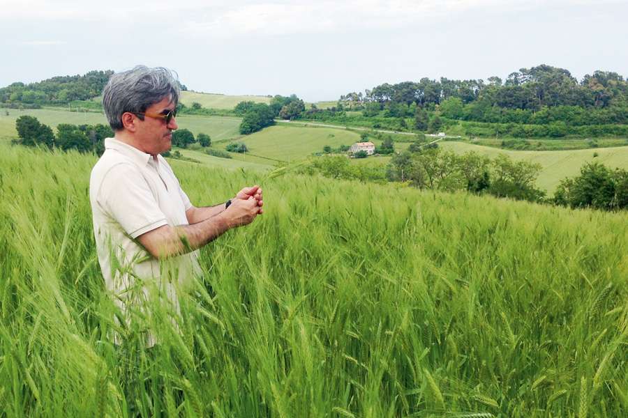 Agricultural engineer Francesco Torriani checks the quality of the spikes in the field.