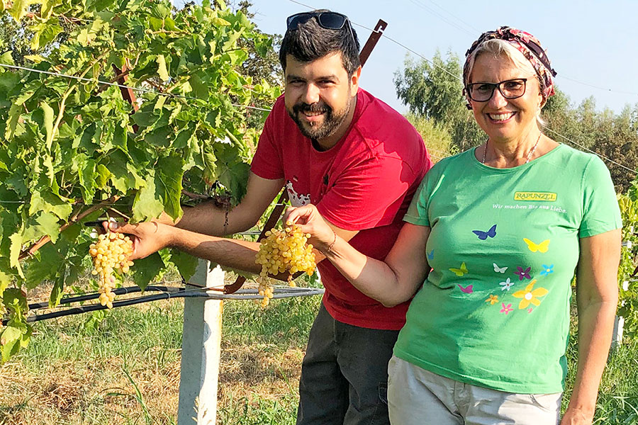 Margit Epple, Geschäftsführerin von Rapunzel Türkei, erntet mit dem Agraringenieur Sahin die ersten demeter-Trauben