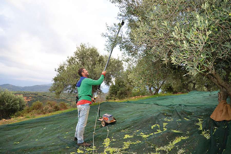 The harvest should not damage the olives. The harvest hands use special rakes and pay attention not to step on the olives