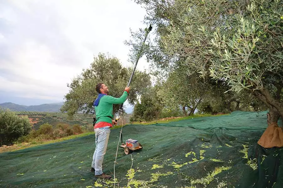 Bei der Ernte sollten die Oliven möglichst nicht beschädigt werden. Die Erntehelfer ernten hier mit einem besonders schonenden Rechen und achten darauf, nicht auf die Oliven zu treten.
