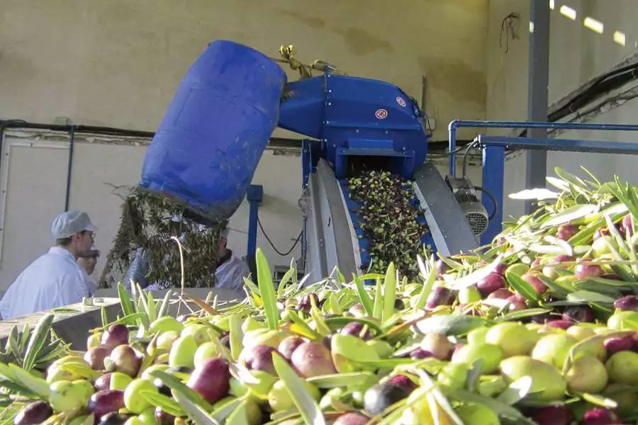 An der Ölmühle angekommen, werden zunächst Blätter und Steine von den Oliven entfernt.