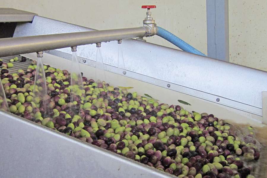 Anschließend werden die Oliven in mehreren Stufen gründlich gereinigt.