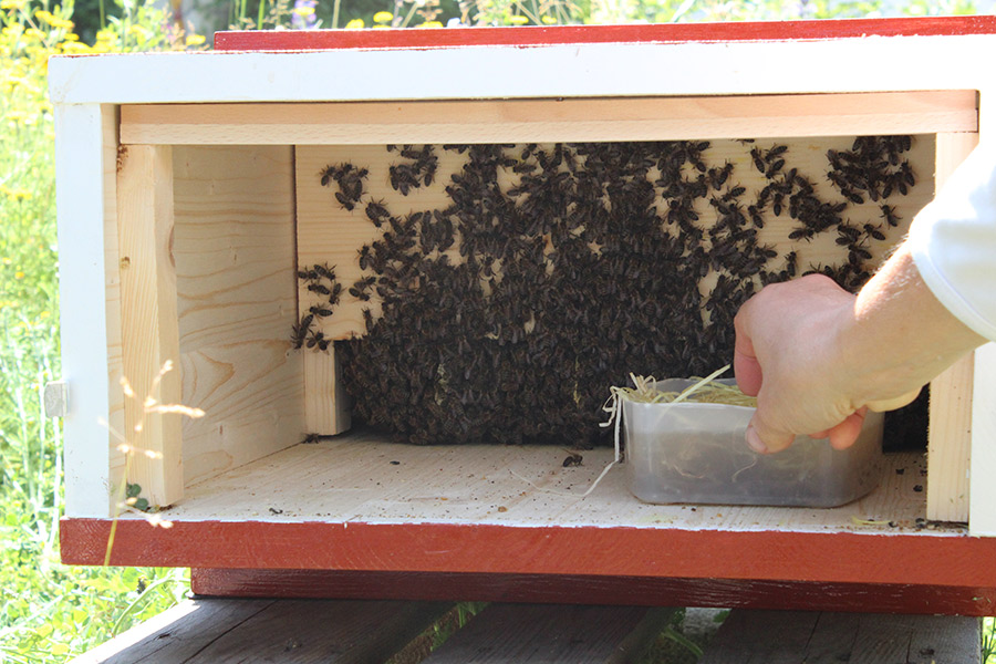 Ein Bienenvolk braucht im Winter ca. 15 kg Honig. Die Bienenkiste ist so ausgelegt, dass die Bienen eigentlich ohne Fütterung auskommen sollten. Oftmals können die Bienen aber nicht genug Vorräte sammeln. Ein Bienenvolk braucht im Winter ca. 15 kg Honig. Die Bienenkiste ist so ausgelegt, dass die Bienen eigentlich ohne Fütterung auskommen sollten. Oftmals können die Bienen aber nicht genug Vorräte sammeln.