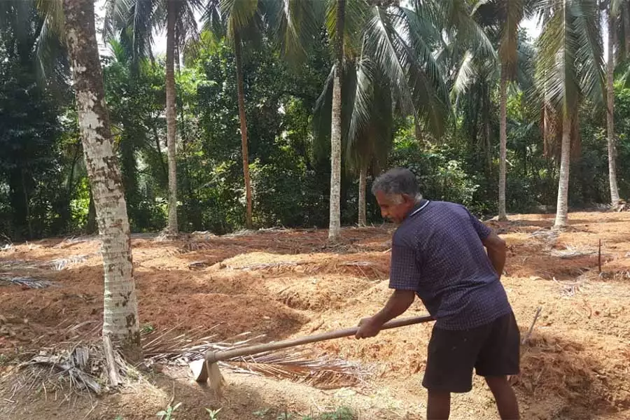 Mit Mulch und Kompost halten die Bauernfamilien den Boden gesund. Mit der HAND IN HAND-Prämie plant EOAS weitere Maßnahmen zur Verbesserung der Bodenfruchtbarkeit.