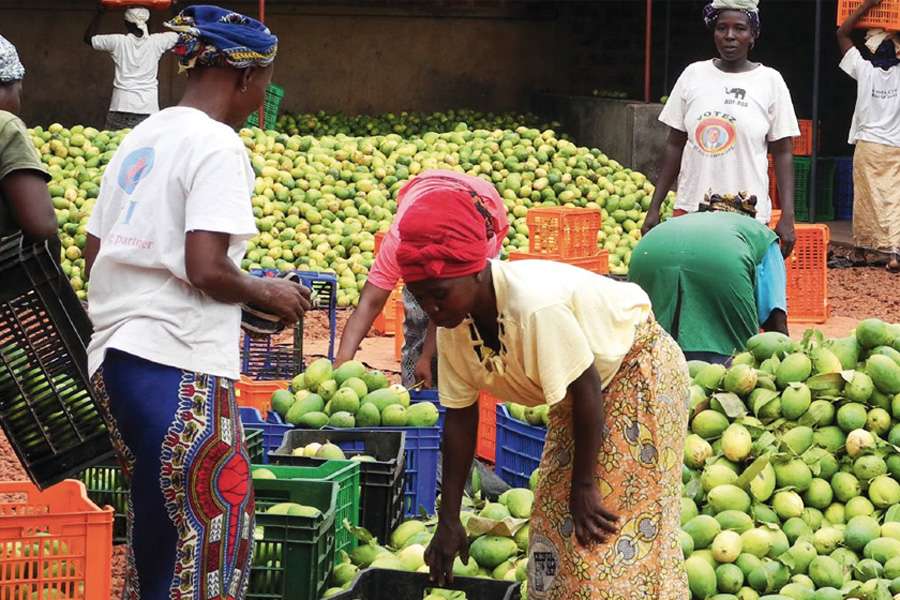 Employees from the Guampi dryer group, supplying dried mangoes through our HAND IN HAND partner Burkinature