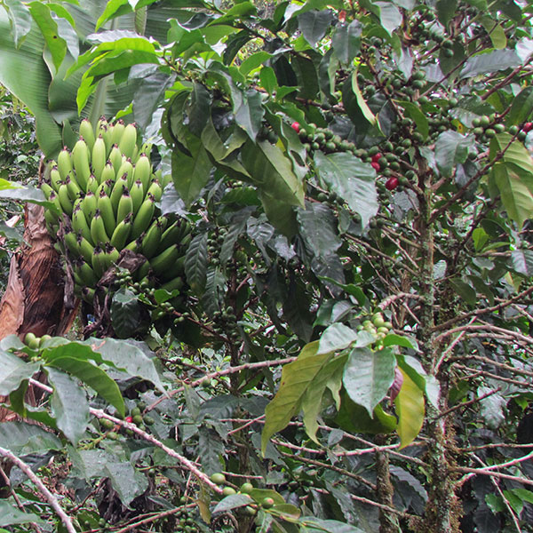Fair gehandelter Bio-Arabica-Kaffee der Kooperative CODECH aus Guatemala