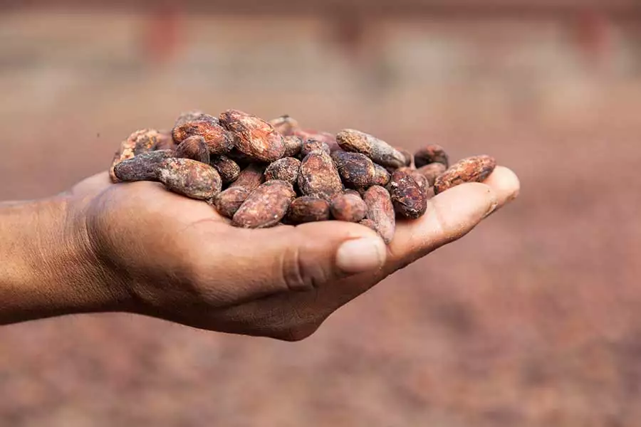 Kakao: Faire Wertschöpfungskette