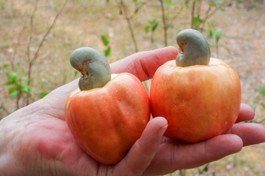 Each pseudo-fruit has only one single cashew nut