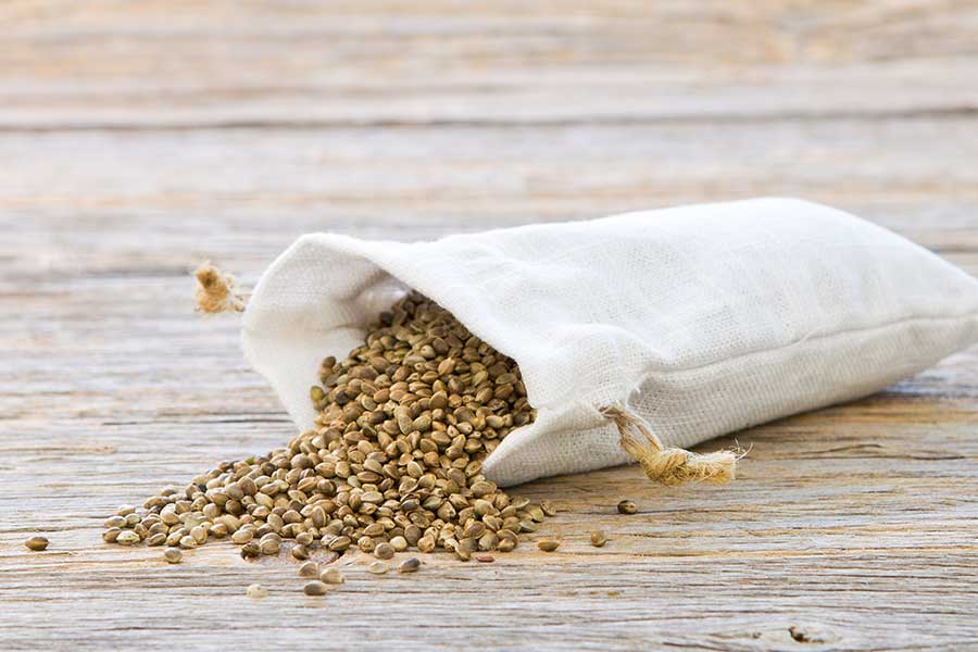 Hemp oil is made from hemp seeds. The small grains are also popular as snack or topping.