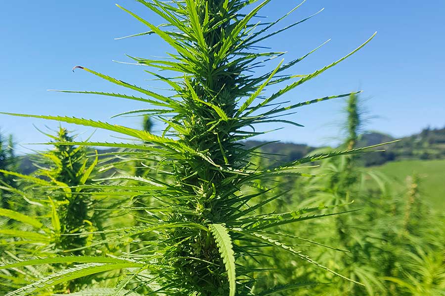 By and by, the seed stems of the hemp are formed.