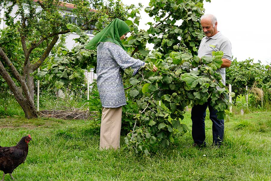 Cemal Tahmaz und seine Tochter Ezgi begutachten einen Haselnussbaum. Seit Jahrzehnten betreibt die Familie Tahmaz an der Schwarzmeerküste Bio-Anbau.