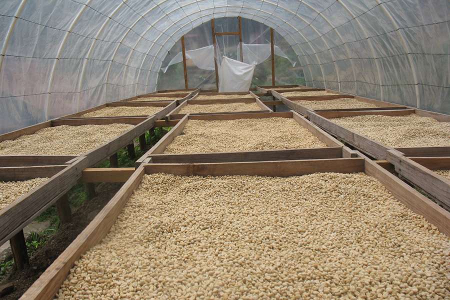 Durch Folie vor Regen geschützt, trocknen die Kaffeebohnen in Honduras an der Sonne