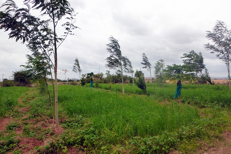 First successes: demonstration field for water-conserving agroforestry in India