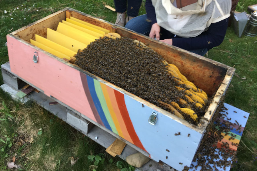 Unsere fleißigen Betriebsbienen sammeln emsig Blütenpollen – jetzt, da die Frühlingsblüte förmlich explodiert ist. Damit sie ihre Vorräte auch unterbringen können, haben wir den hinteren Teil der Bienenkiste eröffnet – den Honigraum. Unsere fleißigen Betriebsbienen sammeln emsig Blütenpollen – jetzt, da die Frühlingsblüte förmlich explodiert ist. Damit sie ihre Vorräte auch unterbringen können, haben wir den hinteren Teil der Bienenkiste eröffnet – den Honigraum.