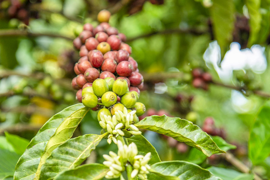 Coffee beans in all states of maturity can be found on one coffee bush at the same time: from flowering to ripe red coffee cherries. The fruits mature in 9 to 11 months (Arabica) or in 6 to 8 months (Robusta) after pollination, depending on the species.