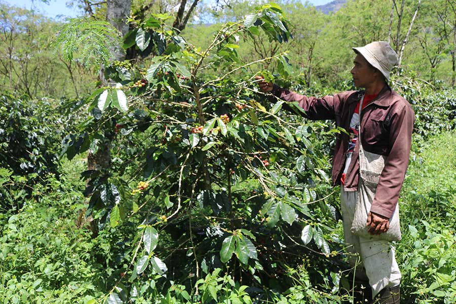 Coffee grower Sunari is a member of the Gayo Lauser Antara Cooperative