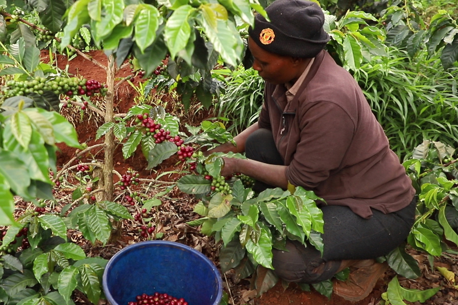 The farmers only harvest the ripe, red coffee cherries by hand.