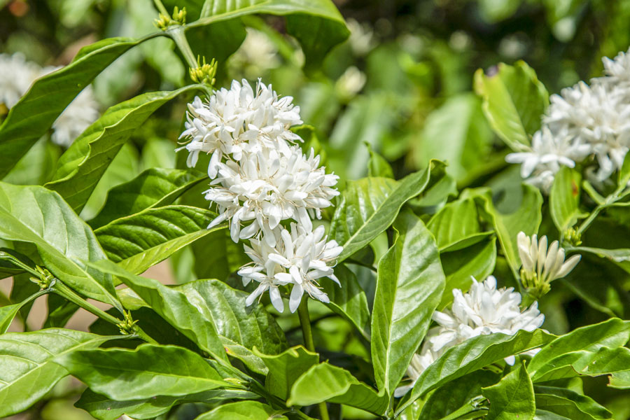 The white flowers of the coffee plant have a fine and intense fragrance.