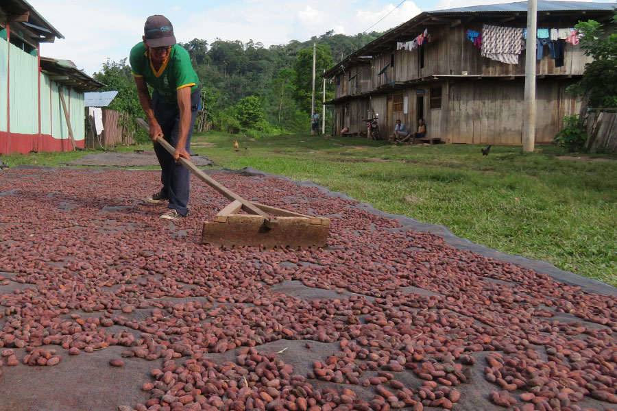 Cocoa beans drying in the sun