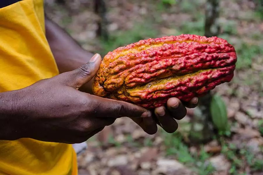 Warenkunde: Kakao