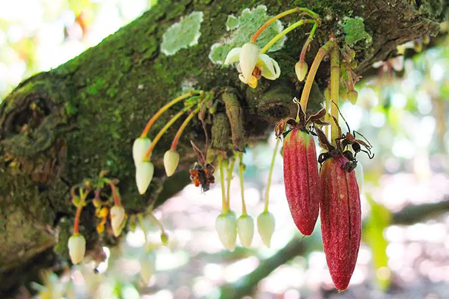 Kakaofrüchte und Blüten wachsen gleichzeitig am Kakaobaum
