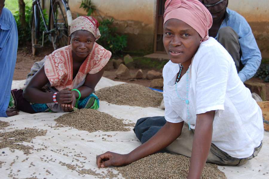 Die getrockneten Kaffeebohnen werden sorgfältig verlesen, bevor sie für den Export zur Rösterei verpackt werden.