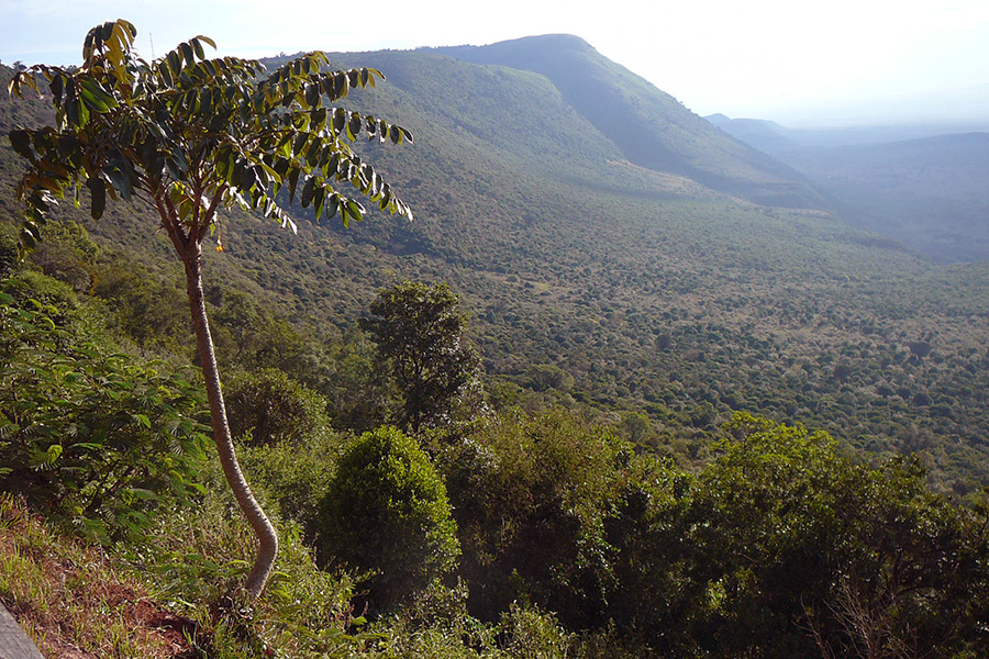 Im subtropischen Klima des kenianischen Hochlands gedeihen die Macadamia-Nüsse besonders gut.