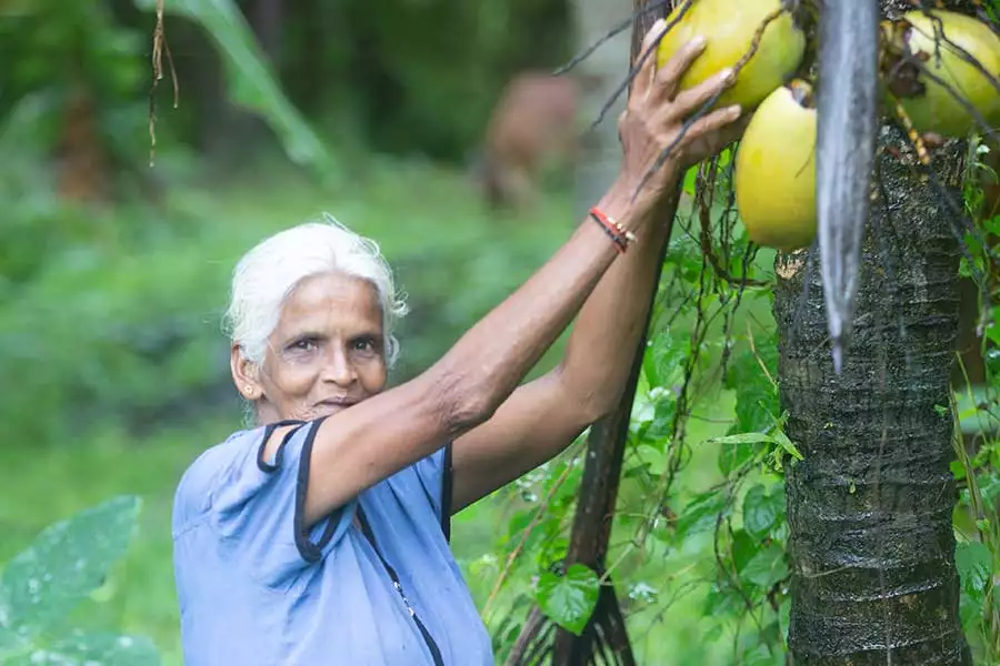 Manike Aththanayake bei der Ernte. Das Klima an der Westküste Sri Lankas ist ideal für Kokospalmen.