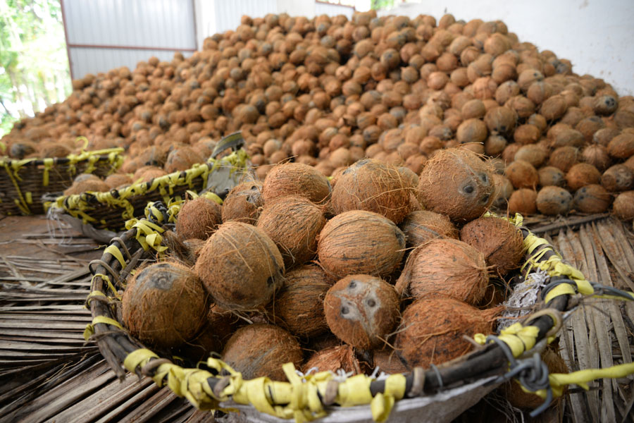 Kokosnüsse ohne äußere Faserhülle, aber noch mit der harten Steinschale – wie man sie auch hierzulande kaufen kann.