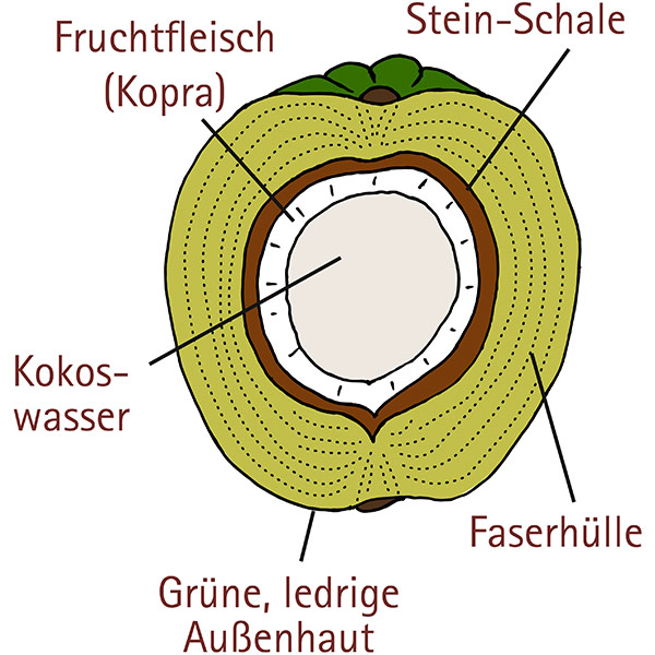 Die Kokosnüsse werden zunächst unter den hohen Palmen getrocknet Die Kokosnüsse werden zunächst unter den hohen Palmen getrocknet
