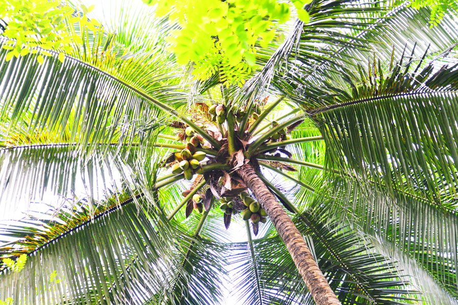 Kokospalme im weitläufigen und grünen Kokoshain
