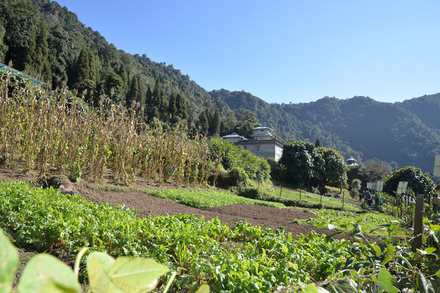 Alle 65.000 Bauern aus Sikkim bauen kontrolliert biologisch an, von Obst und Gemüse bis hin zu Kardamon, Ingwer und Kurkuma. Alle 65.000 Bauern aus Sikkim bauen kontrolliert biologisch an, von Obst und Gemüse bis hin zu Kardamon, Ingwer und Kurkuma.