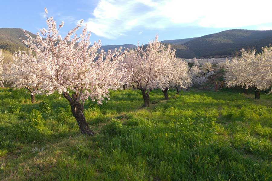 White and pink almond blossoms