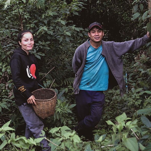 Fair gehandelter Bio-Arabica-Kaffee der Kooperative CSEC aus Laos Fair gehandelter Bio-Arabica-Kaffee der Kooperative CSEC aus Laos