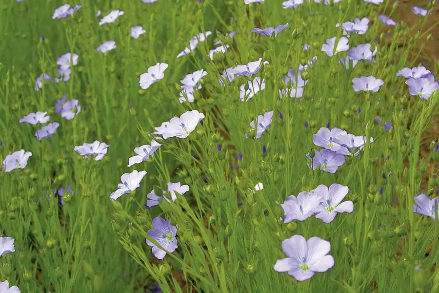 Die Leinsaatsorte Blaues Wunder von Sativa wird für die europäische Leinsaat von Rapunzel angebaut. (Foto: Sativa Rheinau)