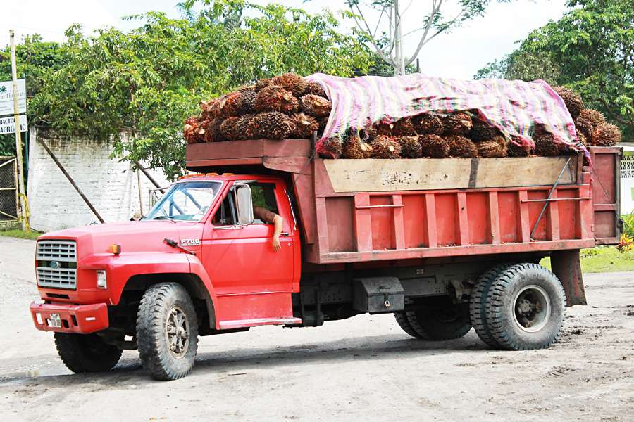 Firmeneigene LKWs bringen die Palmfrüchte sofort nach der Ernte in die Ölmühle
