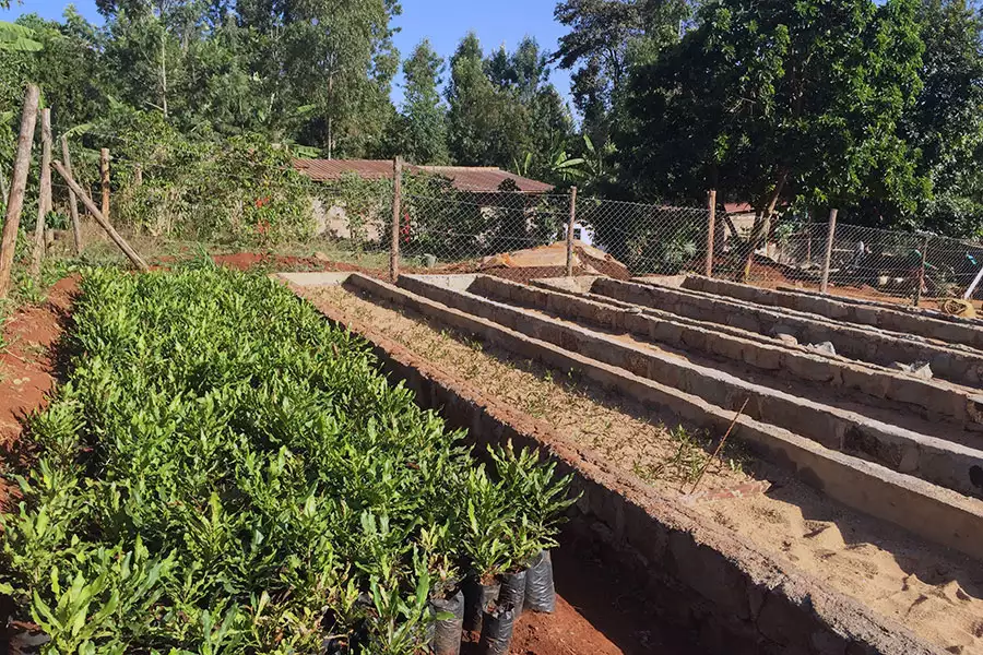 LIMBUA stellt seinen Vertragsbauern junge Pflanzen aus der eigenen Baumschule zur Verfügung.