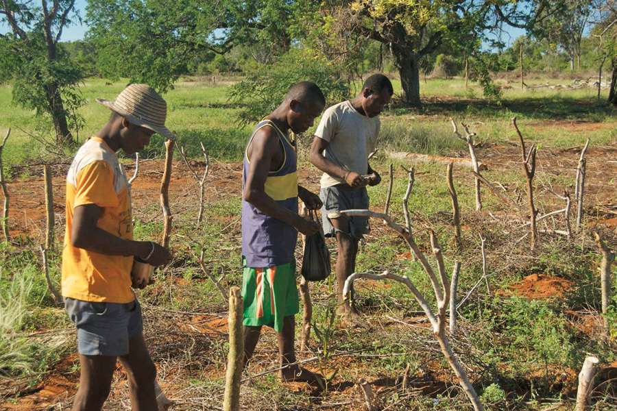 Erhaltung der Pflanzenvielfalt – Naturefund e.V., Madagaskar