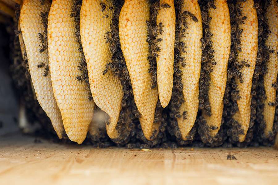 Betriebs-Bienen