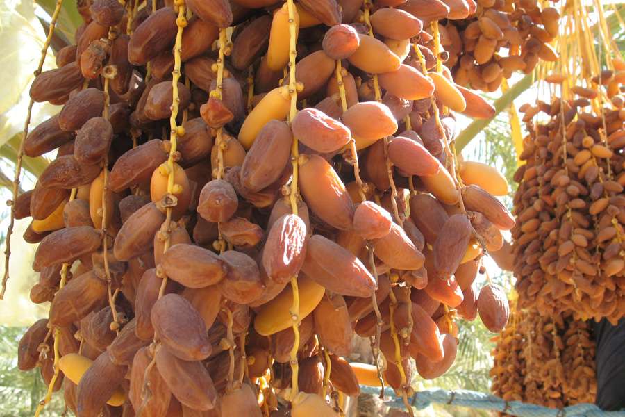 Des fruits porteurs d’avenir : les dattes bio issues du commerce équitable offrent des perspectives aux habitants de Douz et préservent leur environnement.