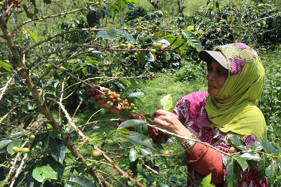 Heldenkaffee aus Sumatra