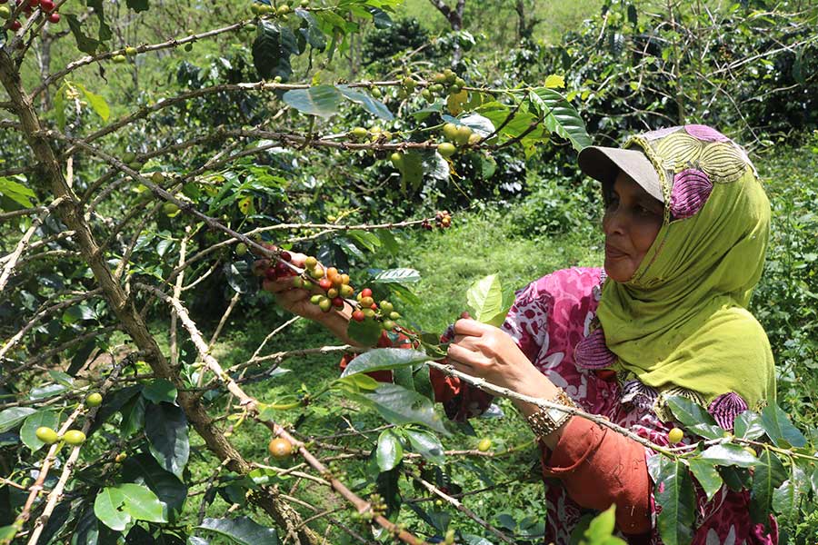 Heldenkaffee aus Sumatra Heldenkaffee aus Sumatra