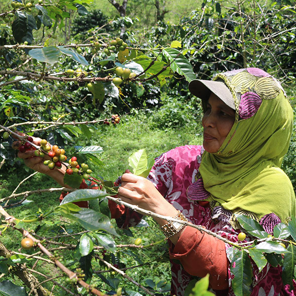 Fair gehandelter Bio-Arabica-Kaffee der Kooperative Gayo Lauser Antara aus Sumatra