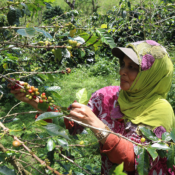 Fair gehandelter Bio-Arabica-Kaffee der Kooperative Gayo Lauser Antara aus Sumatra Fair gehandelter Bio-Arabica-Kaffee der Kooperative Gayo Lauser Antara aus Sumatra