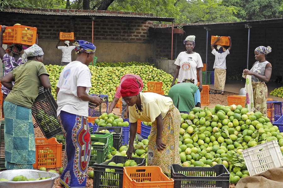 Faire HAND IN HAND Mangos aus Burkina Faso