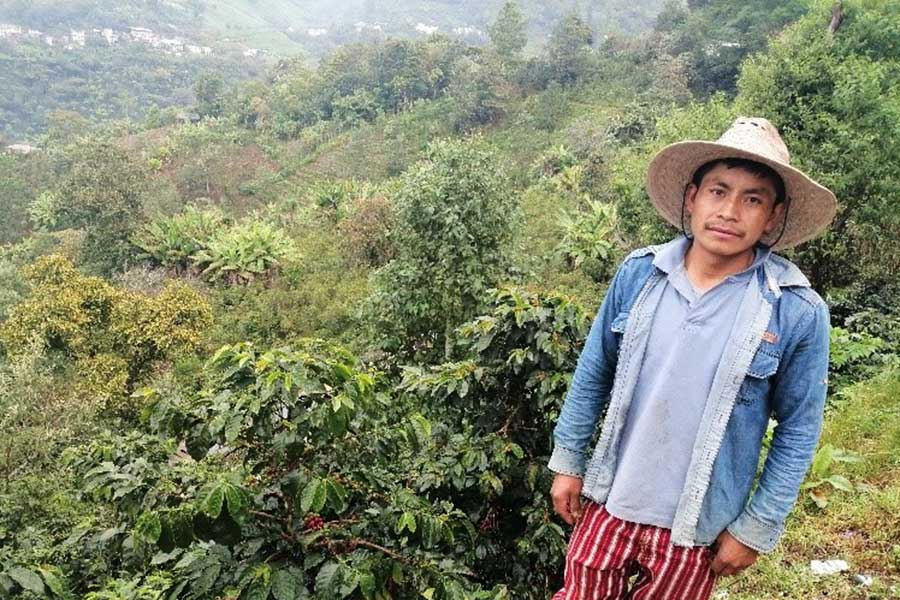 Fairer HAND IN HAND Heldenkaffee aus Guatemala