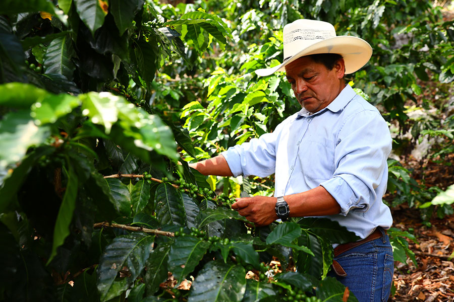 Fairer HAND IN HAND Heldenkaffee aus Mexiko